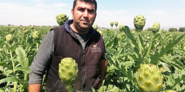 Enginarda kazanan aracı oldu; tarlada 1, pazarda 5 lira