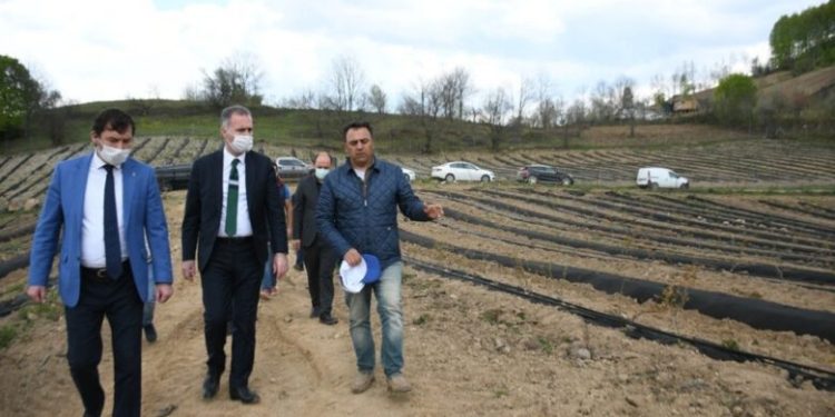 İnegöl yaban mersininin merkezi olacak