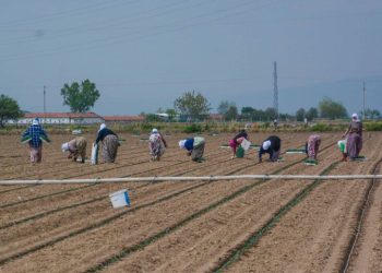 Karacabey’de bu yıl 1,3 milyon ton domates hasat edilecek