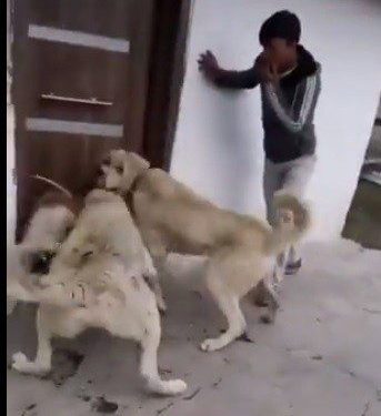 Sokak köpeğini kangal köpeklerine boğdurmaya çalışan kişiler gözaltına alındı