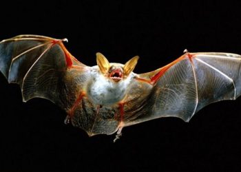 DSÖ’den koronavirüsün yarasadan çıktığını doğruladı