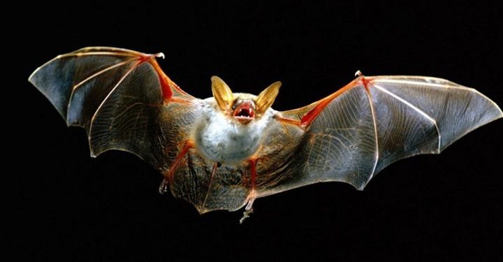 DSÖ’den koronavirüsün yarasadan çıktığını doğruladı