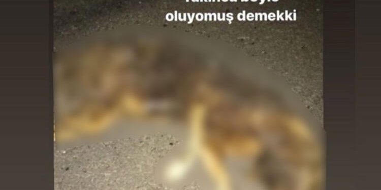 Sosyal medyada büyük tepki çekmişti! Yakalandı…