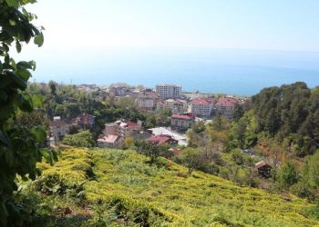 6 bin 900 TL maaşla, 2 bin çay işçisi arıyorlar