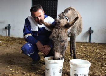 Yavrusu köpeklere parçalatılan eşeğin yeni yuvası Bursa