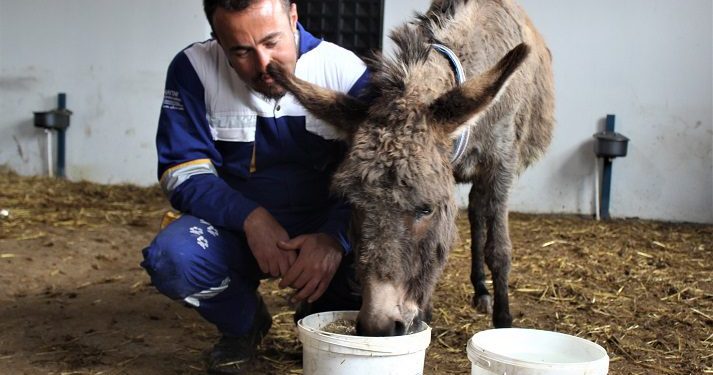 Yavrusu köpeklere parçalatılan eşeğin yeni yuvası Bursa