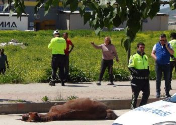 Bomboş yolda ata çarpıp öldürdü!