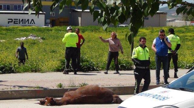 Bomboş yolda ata çarpıp öldürdü!