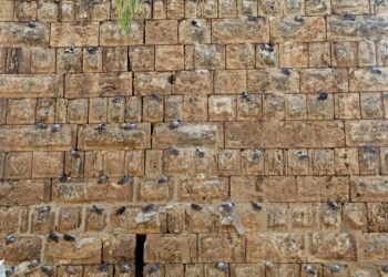 Antalya’da tarihi surlara kuşlar yuva yaptı