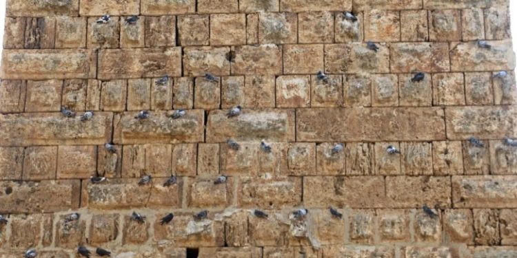 Antalya’da tarihi surlara kuşlar yuva yaptı