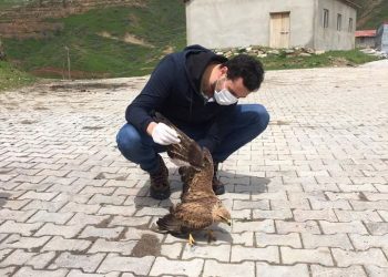 Bitlis’te Küçük Balaban kuşu ve Kızıl Şahin tedavi altına alındı