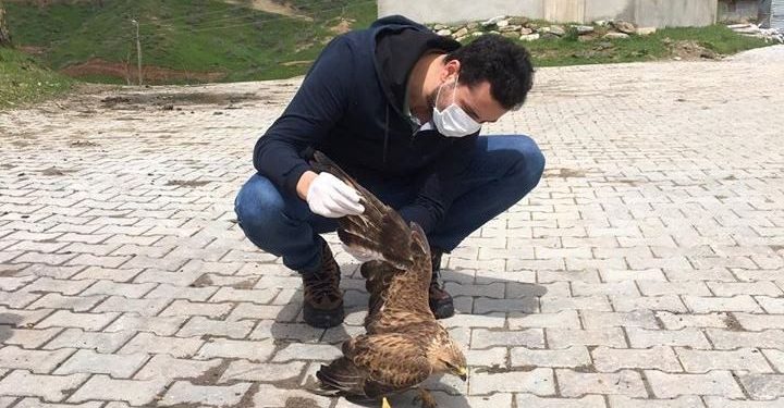 Bitlis’te Küçük Balaban kuşu ve Kızıl Şahin tedavi altına alındı