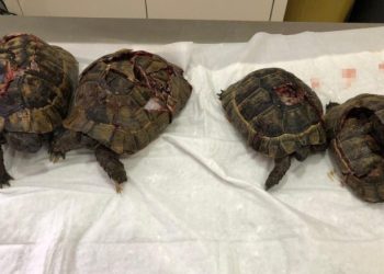 “Kaplumbağalarda kara büyü olduğu için öldürdüm”