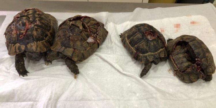 “Kaplumbağalarda kara büyü olduğu için öldürdüm”