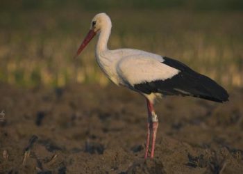 Kayıp leylek ‘Zoi’, 2 yıl sonra Bursa’da ortaya çıktı
