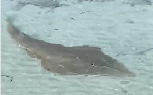 Kemane balığı Çeşme sahilinde görüldü 