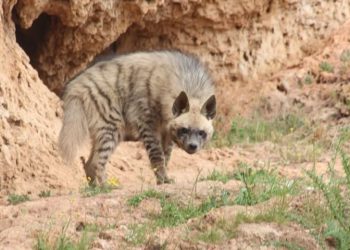 Kırmızı listede yer alan çizgili sırtlan Adıyaman’da görüntülendi