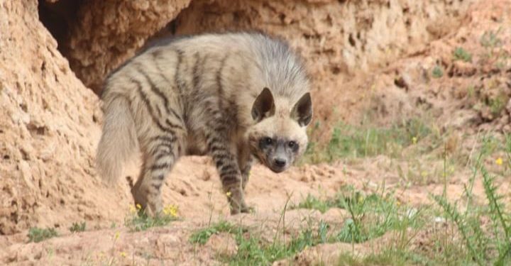 Kırmızı listede yer alan çizgili sırtlan Adıyaman’da görüntülendi