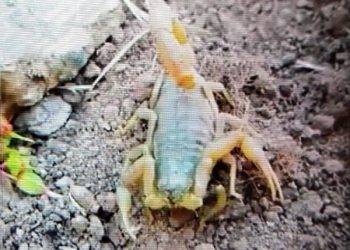 Aydın’da zehirli sarı akrep görüldü