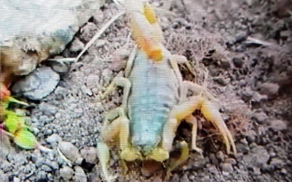 Aydın’da zehirli sarı akrep görüldü