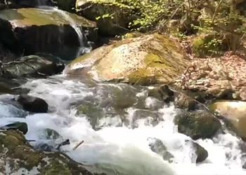 İnsanlar evde kaldı, doğa kendine geldi