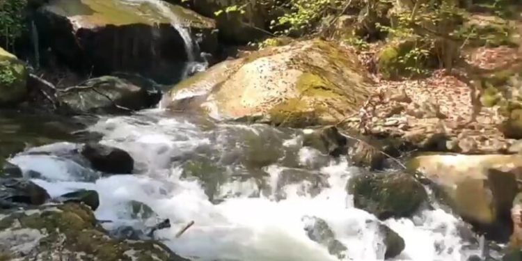 İnsanlar evde kaldı, doğa kendine geldi