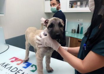 Bursa’da iki kulağı kesik halde bulunan yavru köpeğe tedavi