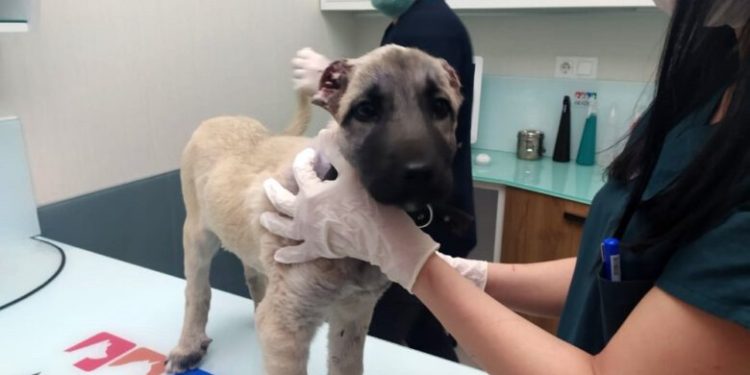 Bursa’da iki kulağı kesik halde bulunan yavru köpeğe tedavi