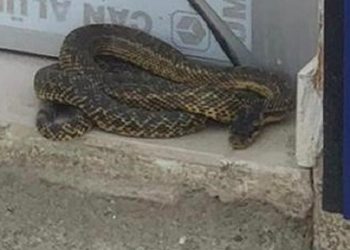 Bursalı esnaf dükkanının önünde bu manzarayla karşılaştı!