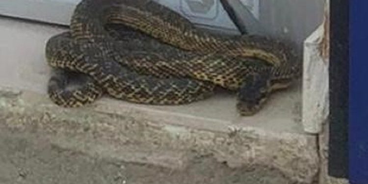 Bursalı esnaf dükkanının önünde bu manzarayla karşılaştı!