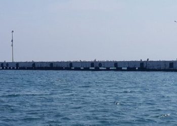 Sinopta martılar balıkçıların yerini aldı