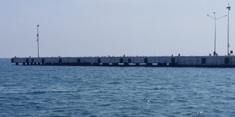 Sinopta martılar balıkçıların yerini aldı