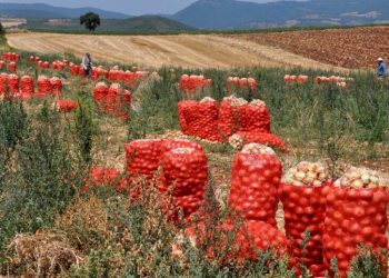 Soğan ihracatı kontrollü olarak yapılacak