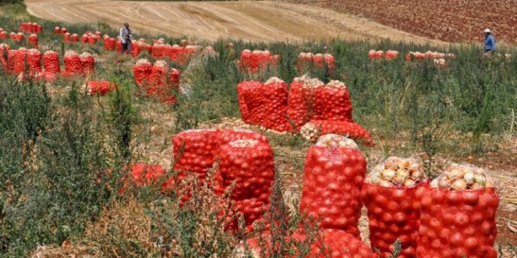 Soğan ihracatı kontrollü olarak yapılacak