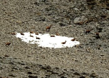 Terörden temizlenen Munzur Dağlarında yabani hayvan popülasyonu arttı