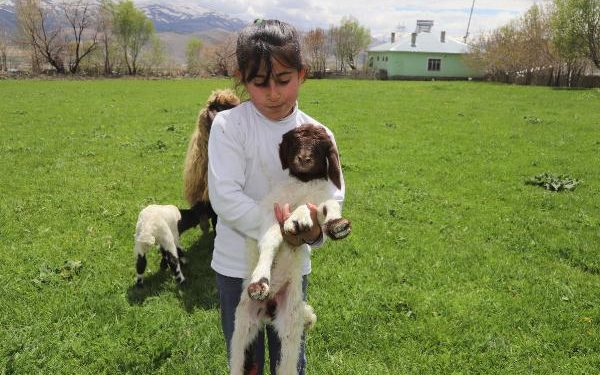 Van’da 5 bacaklı kuzu görenleri şaşırtıyor