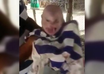 Venezuela’da insan suretini andıran domuz dünyaya geldi