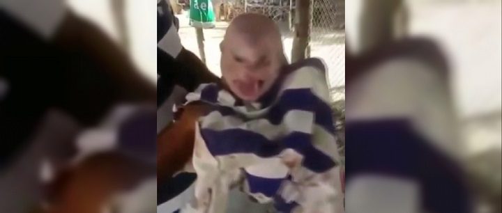 Venezuela’da insan suretini andıran domuz dünyaya geldi