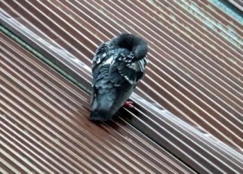 Yabani güvercinlerin yağmur banyosu