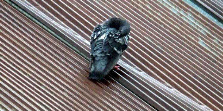 Yabani güvercinlerin yağmur banyosu