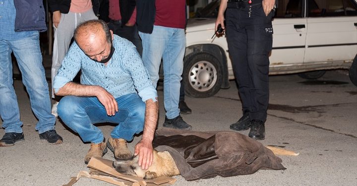 Otomobilin çarptığı köpek için vatandaşlar seferber oldu