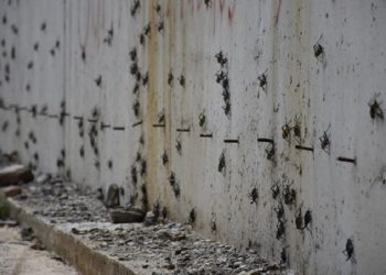 Muş’ta korkutan görüntü: İstila ettiler