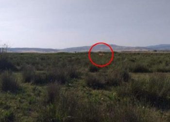 Çorum’da sürüye ‘aslan’ saldırdı iddiası!