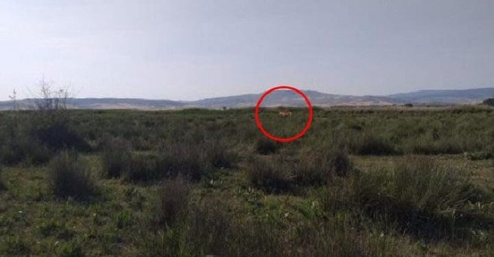 Çorum’da sürüye ‘aslan’ saldırdı iddiası!