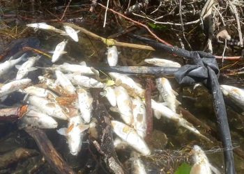 İznik’e yakışmayan görüntü… Balık ölümleri başladı