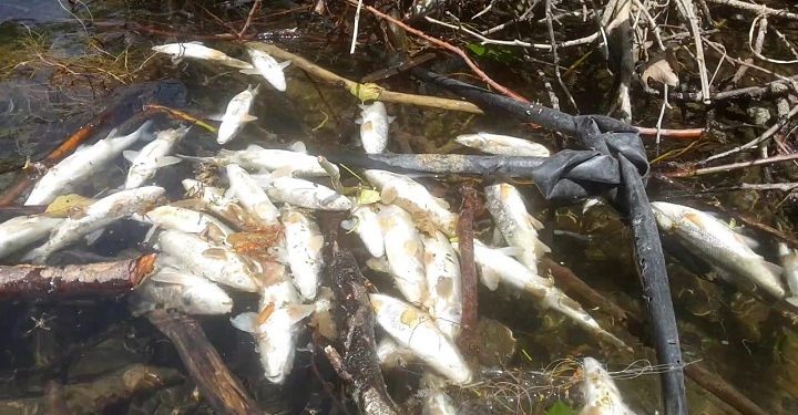 İznik’e yakışmayan görüntü… Balık ölümleri başladı