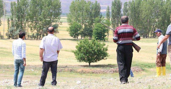 Çorum’da aslan paniği… Ellerde tüfek, aslan arıyorlar!