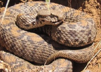 Tunceli’de zehirli yılan alarmı! 1 saatte öldürüyor…