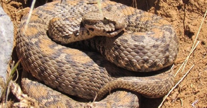 Tunceli’de zehirli yılan alarmı! 1 saatte öldürüyor…