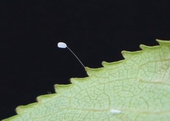 3 bin yılda açtığına inanılan çiçek, Türkiye’de görüldü